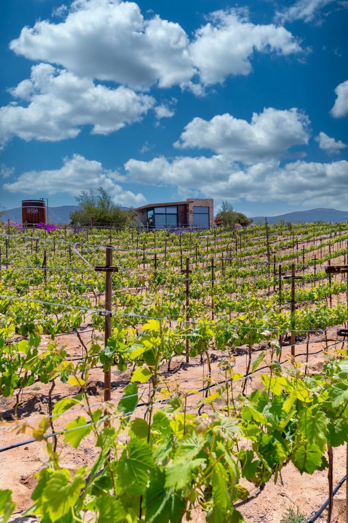 Brisa Del Valle Hotel Boutique Valle de Guadalupe Exterior photo